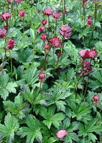 Astrantia major 'Hadspen Blood'